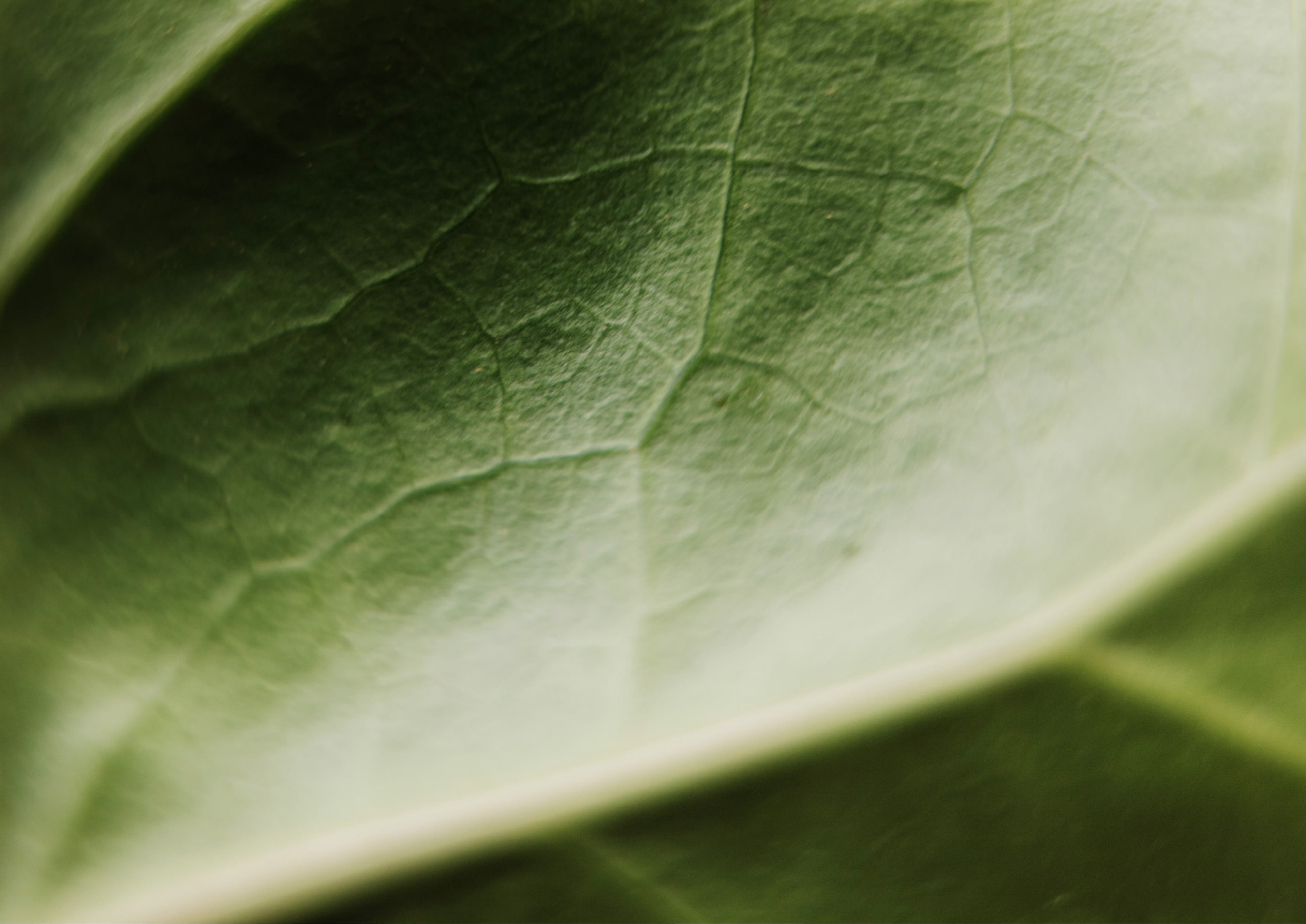 Primo piano della superficie di una foglia verde con nervature in evidenza