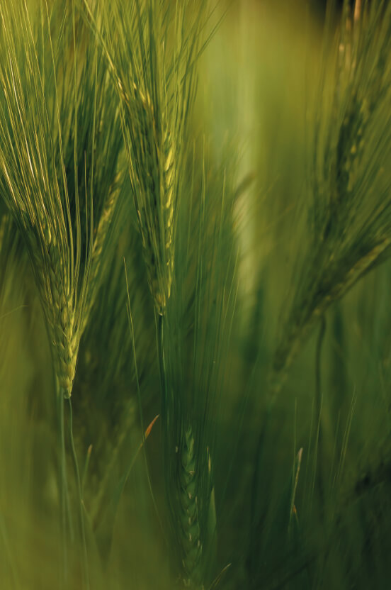 Spighe di grano verde in primo piano su sfondo naturale sfumato
