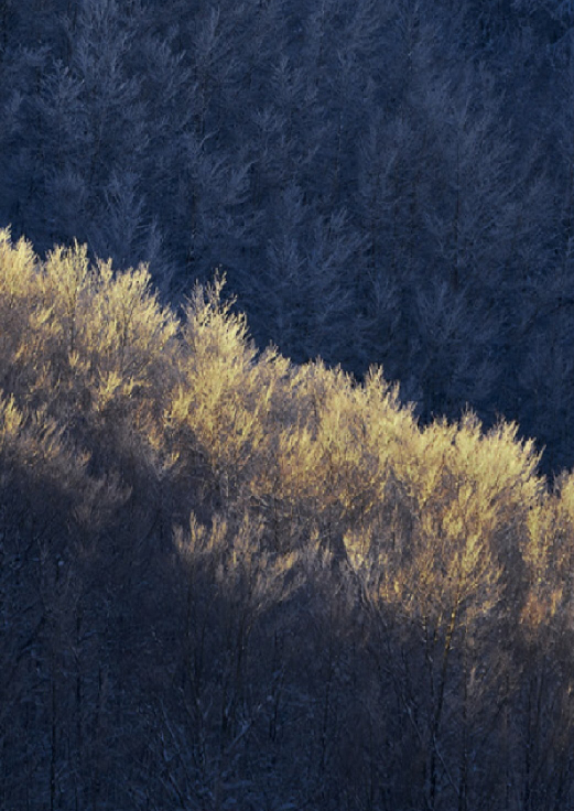Contrasto tra alberi dorati illuminati dal sole e foresta scura sullo sfondo
