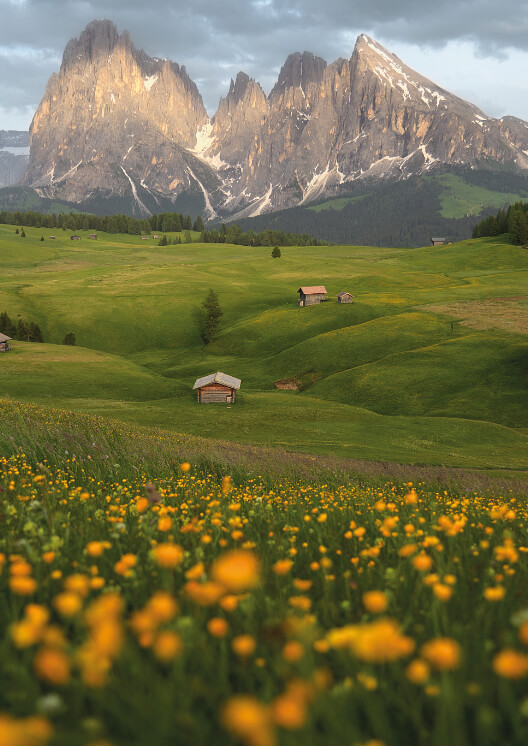Pascoli alpini fioriti con baite di montagna e vette dolomitiche sullo sfondo