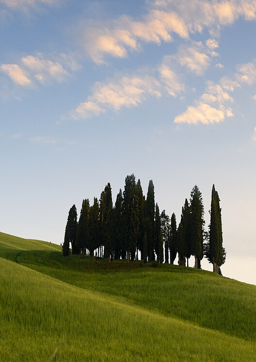 Paesaggio toscano con gruppo di cipressi su collina verde e cielo nuvoloso
