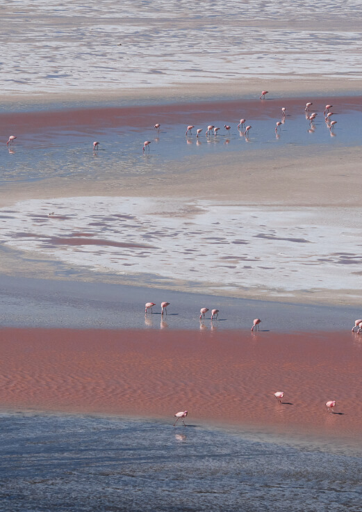 Fenicotteri rosa in un lago salato dalle acque rosa e azzurre, ripresi dall'alto